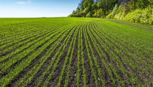 Llega al campo español Revycare®, el nuevo y esperado fungicida de BASF que marcará un antes y un después en el cuidado del cereal