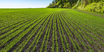 Llega al campo español Revycare®, el nuevo y esperado fungicida de BASF que marcará un antes y un después en el cuidado del cereal