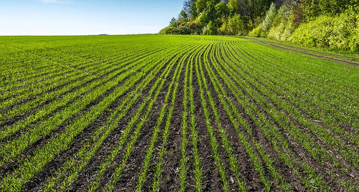 Llega al campo español Revycare®, el nuevo y esperado fungicida de BASF que marcará un antes y un después en el cuidado del cereal 1 Llega al campo español Revycare®, el nuevo y esperado fungicida de BASF que marcará un antes y un después en el cuidado del cereal