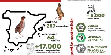 Los cazadores de Castilla-la Mancha aportan más de 650 muestras biológicas de codorniz al Proyecto Coturnix