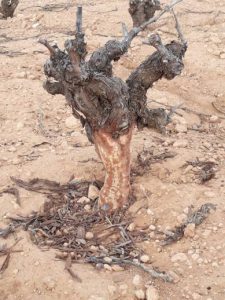 Los daños por fauna cinegética calientan al sector agrario