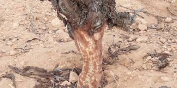 Los daños por fauna cinegética calientan al sector agrario