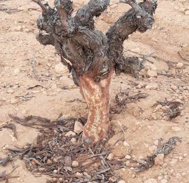 Los daños por fauna cinegética calientan al sector agrario