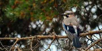 Cambio climático, hábitats y Red Natura 2000 el futuro de las aves comunes en España