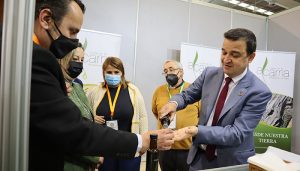 Castilla-La Mancha mejora la previsión de aceite de oliva con 125.000 toneladas en total