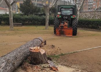 El Ayuntamiento de Cuenca declara de emergencia la retirada de árboles caídos o afectados gravemente tras el paso de la borrasca Celia El Ayuntamiento de Cuenca declara de emergencia la retirada de árboles caídos o afectados gravemente tras el paso de la borrasca Celia