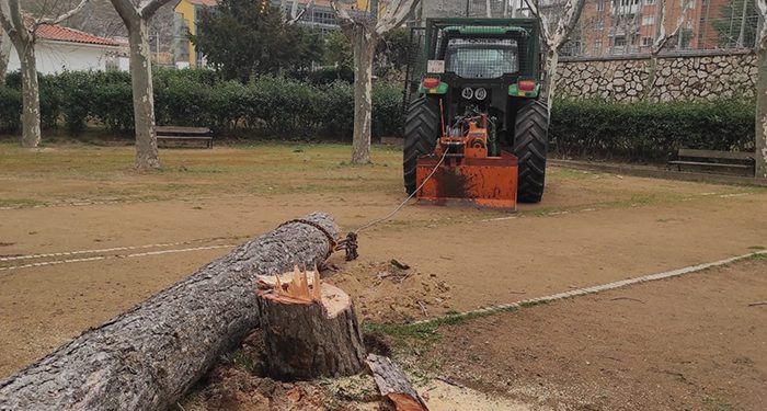 El Ayuntamiento de Cuenca declara de emergencia la retirada de árboles caídos o afectados gravemente tras el paso de la borrasca Celia