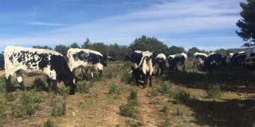 El Gobierno regional destina 1,4 millones de euros al sector del vacuno de leche para paliar la actual situación de precios y las pérdidas por la COVID