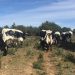 El Gobierno regional destina 1,4 millones de euros al sector del vacuno de leche para paliar la actual situación de precios y las pérdidas por la COVID 3 El Gobierno regional destina 1,4 millones de euros al sector del vacuno de leche para paliar la actual situación de precios y las pérdidas por la COVID