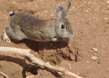 El IREC participa en el nuevo proyecto LIFE ‘Iberconejo’ para optimizar la gestión del conejo en la península ibérica