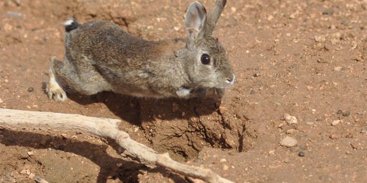 El IREC participa en el nuevo proyecto LIFE ‘Iberconejo’ para optimizar la gestión del conejo en la península ibérica