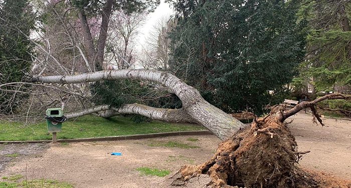 Reabierta al tráfico la CM 2105 desde el kilómetro 5,700 hasta Cuenca tras la retirada de los árboles caídos