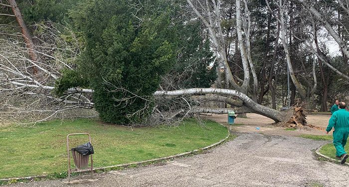 Reabierta al tráfico la CM 2105 desde el kilómetro 5,700 hasta Cuenca tras la retirada de los árboles caídos