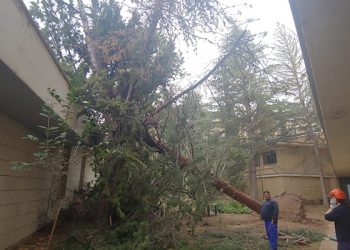 Recogida de árboles caídos, chapas y tejas, apuntalamientos y limpieza general, tareas tras el paso de la borrasca Celia en Cuenca