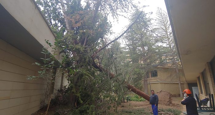 Recogida de árboles caídos, chapas y tejas, apuntalamientos y limpieza general, tareas tras el paso de la borrasca Celia en Cuenca