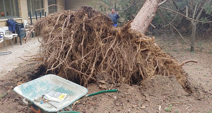 Recogida de árboles caídos, chapas y tejas, apuntalamientos y limpieza general, tareas tras el paso de la borrasca Celia en Cuenca