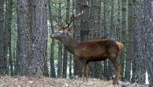 La Federación de Caza ofertará jornadas sociales de caza mayor en CLM para la Temporada 20222023