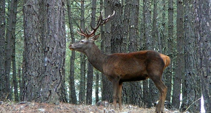 La Federación de Caza ofertará jornadas sociales de caza mayor en CLM para la Temporada 20222023