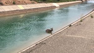 La Fiscalía General del Estado insta a la CHT a tomar medidas para acabar con el ahogamiento de fauna en el canal Tajo-Segura