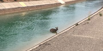 La Fiscalía General del Estado insta a la CHT a tomar medidas para acabar con el ahogamiento de fauna en el canal Tajo-Segura