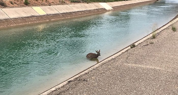 La Fiscalía General del Estado insta a la CHT a tomar medidas para acabar con el ahogamiento de fauna en el canal Tajo-Segura