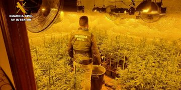 La Guardia Civil desarticula en Barajas de Melo un grupo criminal con más de 3.500 plantas de marihuana