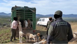 La Junta no ha tenido en cuenta ni una sola de las alegaciones realizadas por los Agentes Medioambientales de CCOO-FSC al Reglamento de la Ley de Caza