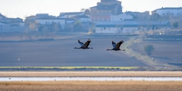 Proyecto LIFE para la ampliación y recuperación de la laguna de El Hito un humedal salino prioritario