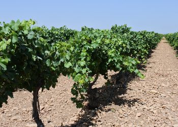Viñas