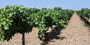Viñas