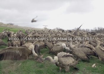 Vídeo. Los muladares, ¿un arma de doble filo?