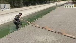 Agentes medioambientales rescatan a un corzo de morir ahogado en el trasvase Tajo-Segura en Cuenca