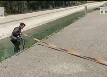 Agentes medioambientales rescatan a un corzo de morir ahogado en el trasvase Tajo-Segura en Cuenca