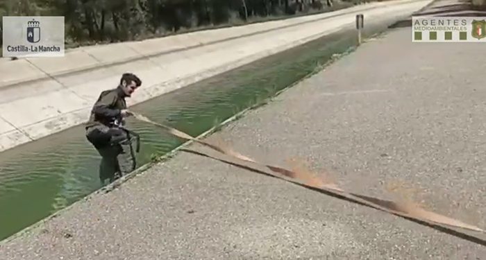 Agentes medioambientales rescatan a un corzo de morir ahogado en el trasvase Tajo-Segura en Cuenca