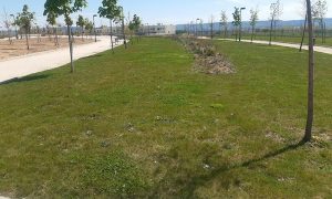 Arranca en Cabanillas la campaña de desbroces y siegas en parcelas municipales y zonas verdes