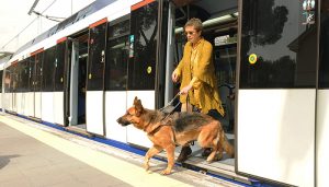 Cuatro perros guía de Cuenca reclaman su derecho de acceso al transporte público junto a las personas ciegas