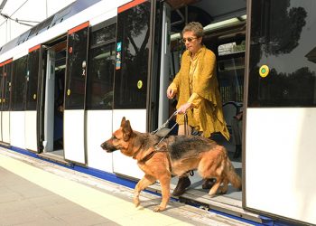 Cuatro perros guía de Cuenca reclaman su derecho de acceso al transporte público junto a las personas ciegas