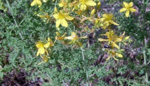 El Gobierno regional destina alrededor de 365.000 euros en ayudas a 74 apicultores de la provincia de Cuenca y que cuentan con casi 16.000 colmenas