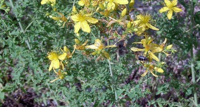 El Gobierno regional destina alrededor de 365.000 euros en ayudas a 74 apicultores de la provincia de Cuenca y que cuentan con casi 16.000 colmenas 1 El Gobierno regional destina alrededor de 365.000 euros en ayudas a 74 apicultores de la provincia de Cuenca y que cuentan con casi 16.000 colmenas