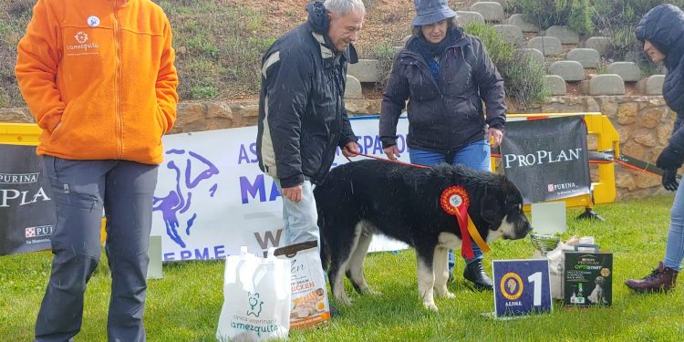 48 mastines, bajo la lluvia de Jábaga, protagonizan una jornada inolvidable.