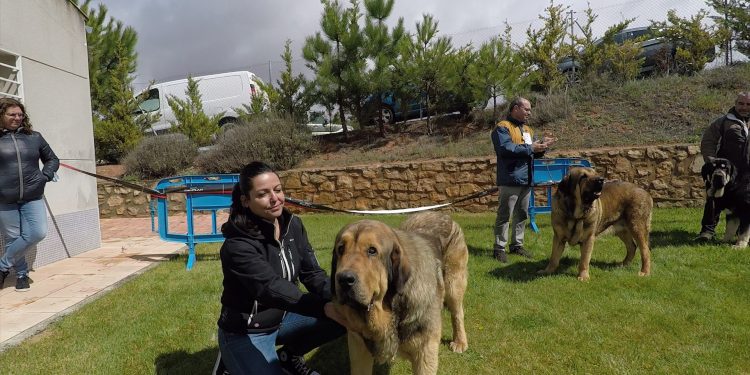 48 mastines, bajo la lluvia de Jábaga, protagonizan una jornada inolvidable.