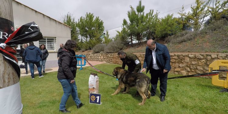 48 mastines, bajo la lluvia de Jábaga, protagonizan una jornada inolvidable.