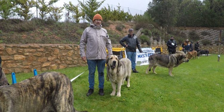 48 mastines, bajo la lluvia de Jábaga, protagonizan una jornada inolvidable.