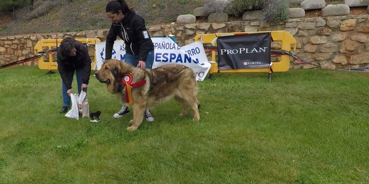 48 mastines, bajo la lluvia de Jábaga, protagonizan una jornada inolvidable.