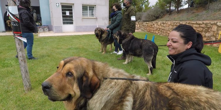 48 mastines, bajo la lluvia de Jábaga, protagonizan una jornada inolvidable.