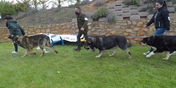 48 mastines, bajo la lluvia de Jábaga, protagonizan una jornada inolvidable.
