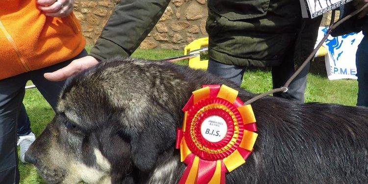 48 mastines, bajo la lluvia de Jábaga, protagonizan una jornada inolvidable.
