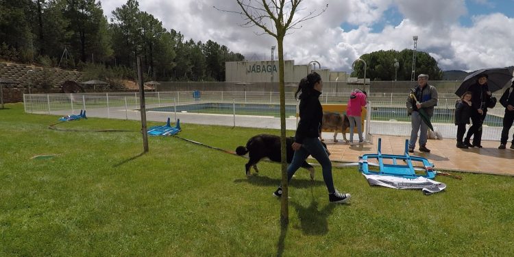 48 mastines, bajo la lluvia de Jábaga, protagonizan una jornada inolvidable.