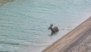 La Federación de Caza de CLM denuncia la elevada muerte de corzos en el trasvase Tajo-Segura