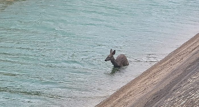 La Federación de Caza de CLM denuncia la elevada muerte de corzos en el trasvase Tajo-Segura
